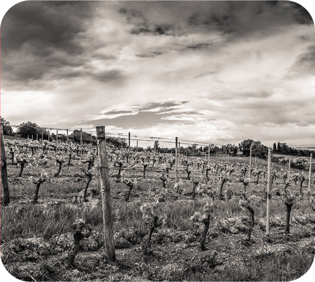 Frederic dans les vignes